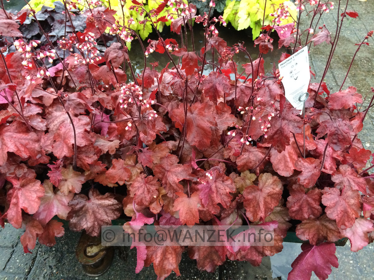 Heuchera Hybride Fire Chief 03.JPG